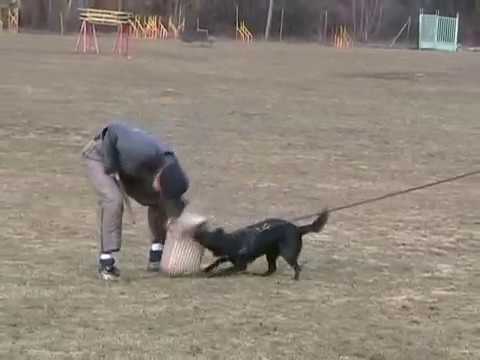 14.03.2010 - australian kelpie Affinity A. Mount McKinkey - protection