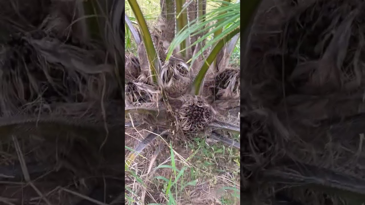   #เลาะเบิ่งสวนปาล์มอายุ2ปี4เดือน 