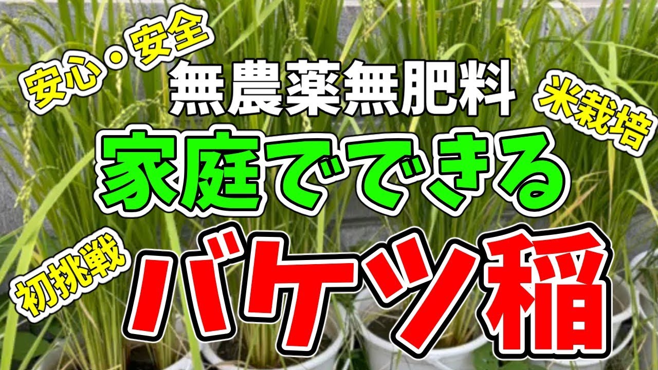 Моя первая попытка выращивания риса в ведре дома!! Наслаждайтесь безопасным и надежным рисом, выр...