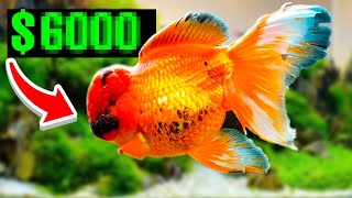 These Are The MOST Expensive Goldfish