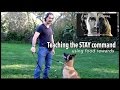 Teach Your Dog to Stay pt. 1 Using Food - Robert Cabral Dog Training #9 Teach Your Dog to Stay pt. 1 Using Food - Robert Cabral Dog Training #9