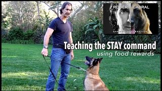 Teach Your Dog to  Stay pt. 1 Using Food  Robert Cabral Dog Training #9