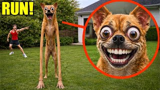 THERE IS SOMETHING TERRIBLY WRONG WITH OUR DOG…😨 Wealth