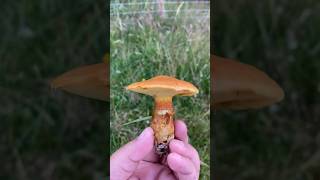 Larch Bolete