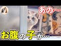 妊娠した野良猫を緊急で保護しました