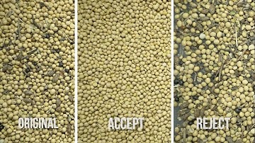 Сolor sorting of soybeans on SmartSort B optical sorter