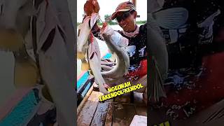 Hasil sementara..!! Menyala Boss Qu #mancing  #kakap_putih #barramundi #muara