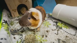 Guinea pigs rescued in Marshall Fire