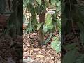 ഹാവു!കുളിയും പല്ലുതേപ്പും കഴിഞ്ഞു 😂😂🐦‍⬛🐦‍⬛🐦‍⬛🐦#birdsbathing #birdsbath #nature #naturelovers#shorts