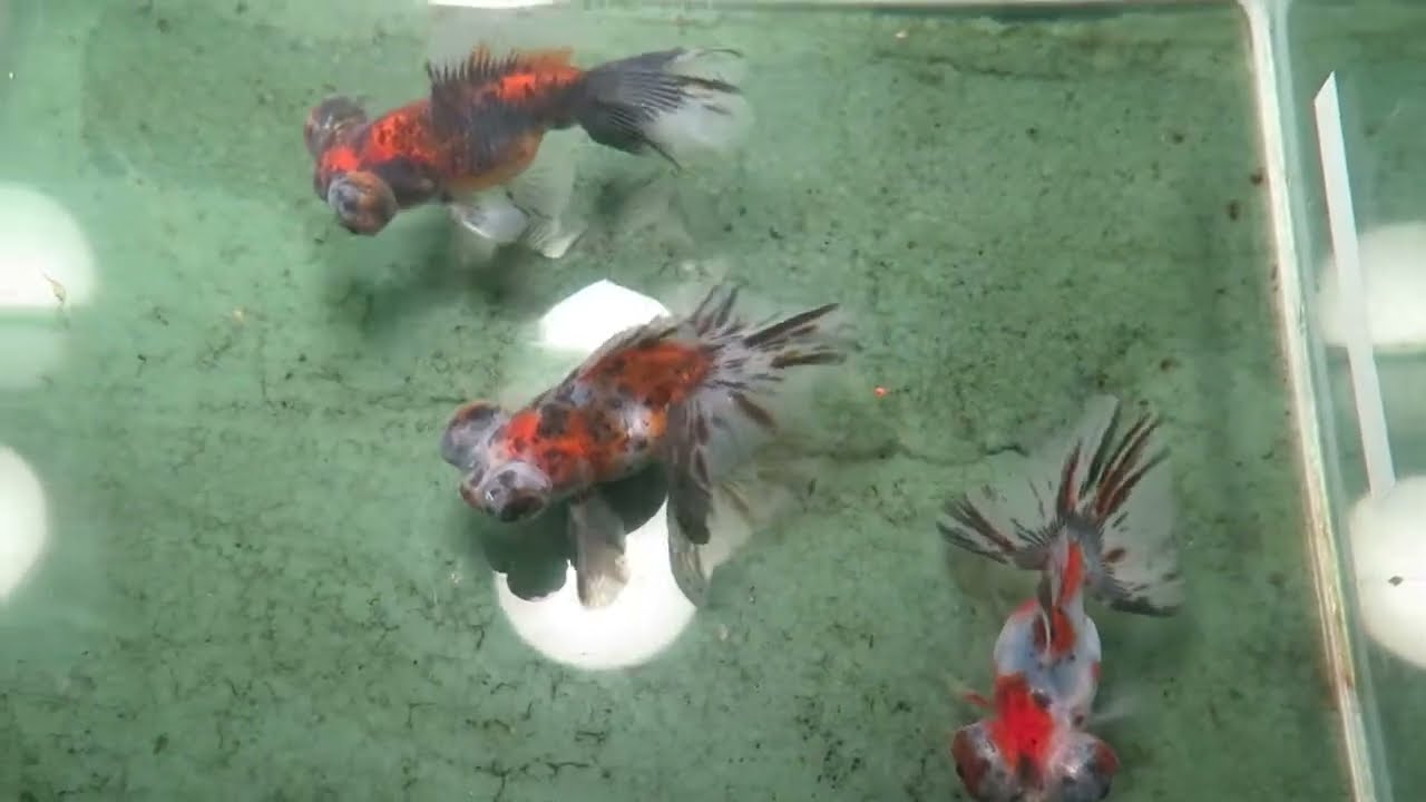 3x Calico Moor Goldfish (B2S17) Fishchick Aquatics Auctions - YouTube, image size:1280x720