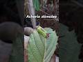 Oruga Ensillada 𝐴𝑐ℎ𝑎𝑟𝑖𝑎 𝑠𝑡𝑖𝑚𝑢𝑙𝑒𝑎 #campo #jardin #naturaleza #insectos #insects #nature #garden