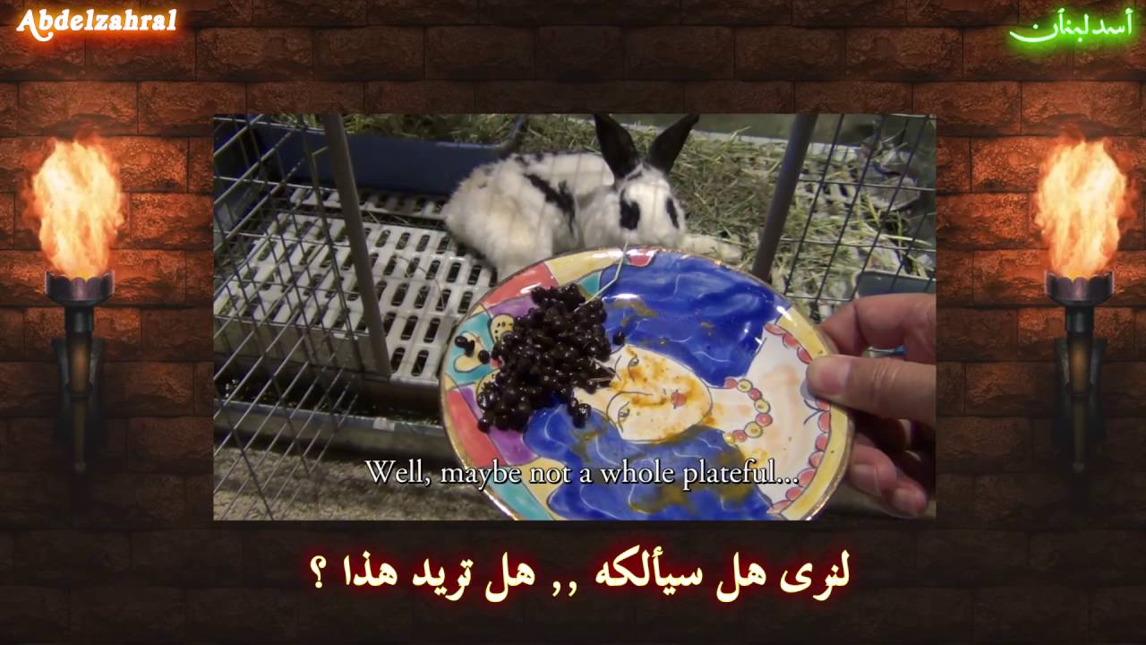 سبب تحريم الارنب والسمك الذي بلا فلس - سلسلة التشيع 4 - تحقيق اسد لبنان