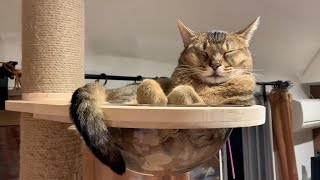 キャットタワーで振り返る猫のキビのサイズ
