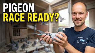 Checking the old birds for the next race, Youngbird training Racing Pigeons