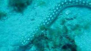 Spotted Snake Eel