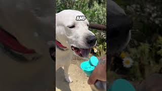 🐾💦PORTABLE WATER BOTTLE 🐶🐕#dog #bottle #dogmom #dogtrainer #dogchallenge