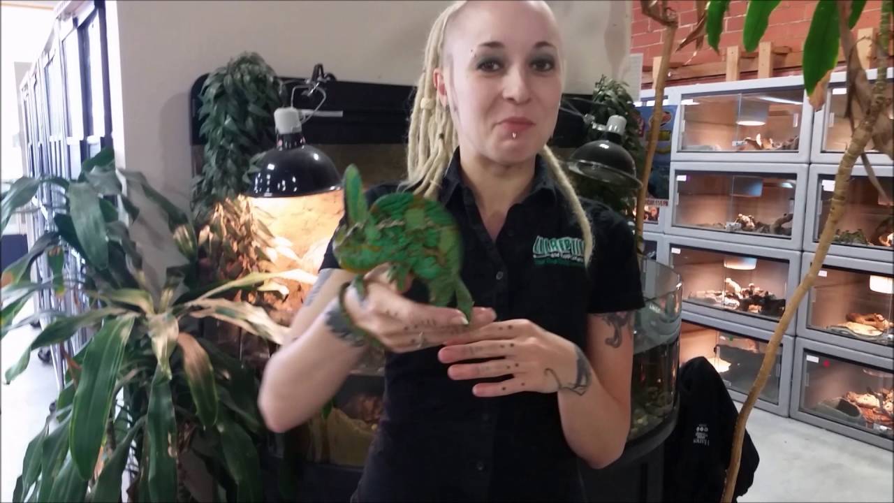 scorpion mortal kombat Adult Veiled Chameleons
