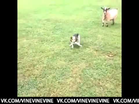Собака Танцует Лезгинку