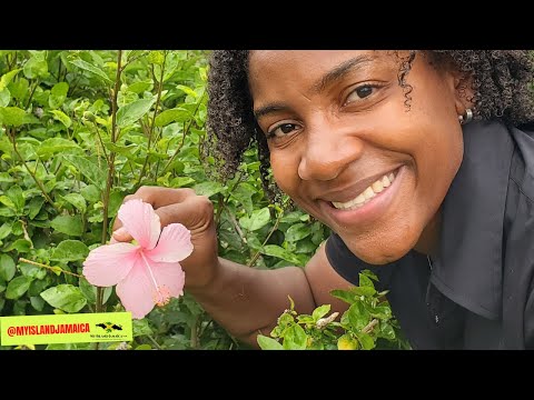 HIDE YOUR AGE with this amazing plant 🌺 #Hibiscus 🇯🇲