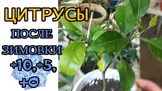 Цитрусы новые приросты после холодной зимовки +10,+5,+0