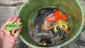 Tìm kiếm cá molly cá dọn bể , cá vàng tv , cá koi , cá ba đuôi , con rùa , con cua , con ếch , beta