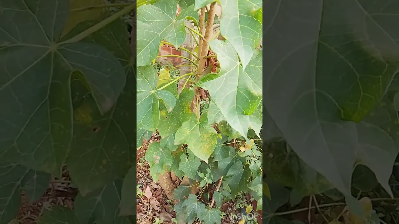 OUR CULTURE IN THE VILLAGE GUYS