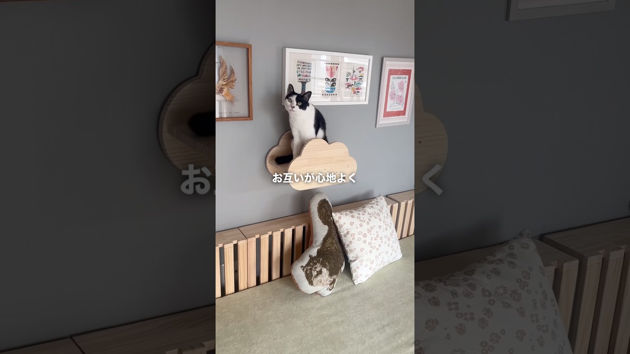 猫ファーストな家でもインテリアを諦める必要はありません #Shorts