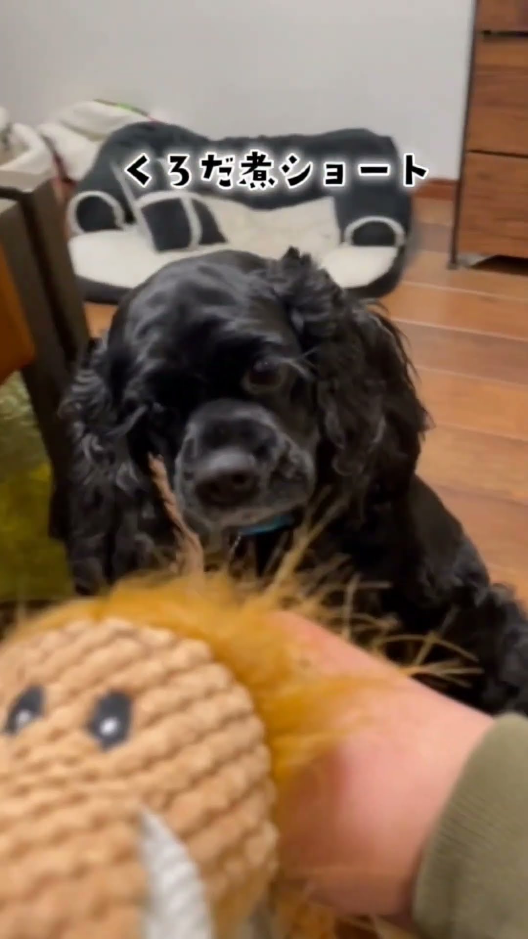 Beloved dog] Mame-chan is jealous of the lion stuffed animal