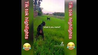 Download Lagu 😂😂🤣🤣 dog funny |fu*k you tony | tik tok highlights MP3
