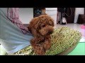 犬の訓練動画です♪Dog Training Movie371♪