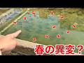 【巨大投網で一網打尽】水深30cmの春のドブ川に大量の魚群が??