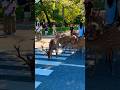 Short video Nara deer 🦌 in japan
