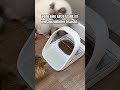 #cat #katzenliebe #viral #amazonfinds #haustiere