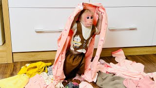 Monkey Bibi playing with clothes looks so fun