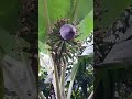 caixo de banana prata#planta#bananeira#flores#videnovo#shorts#nstureza
