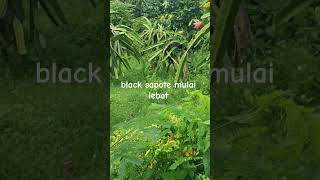 lebatnya black sapote #pertanian #buahunik #blacksapote #buah #shorts