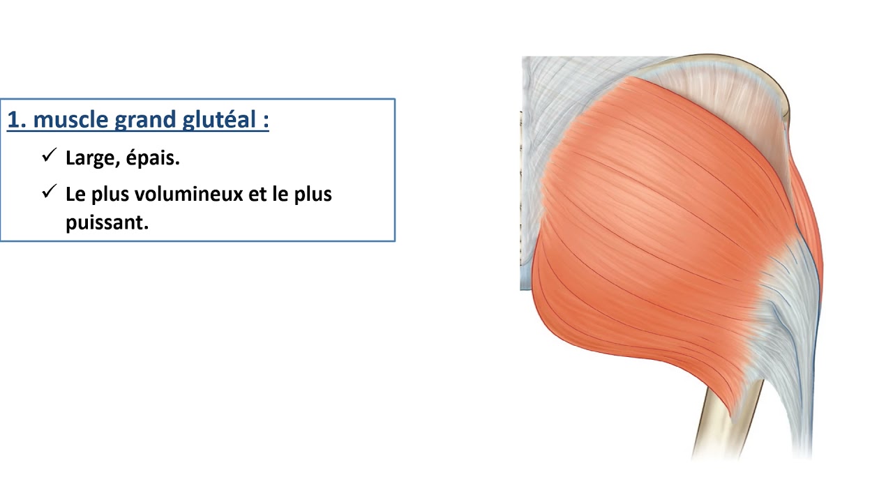 Les muscles de la hanche YouTube Les muscles de la hanche YouTube
