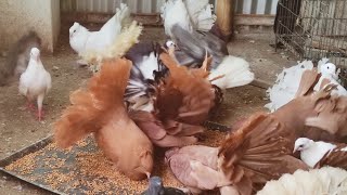 fantail pigeon breeding tips | how to produce red fantail pigeons