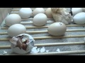 incubadora casera nacimieto de pollitos