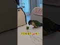 #앵무새 #parrot #코뉴어 #birds #코뉴어앵무새 #앵무새브이로그 #cute #앵무새카페 #pets #반려동물 #conure #animals #동물 #funny #반려조