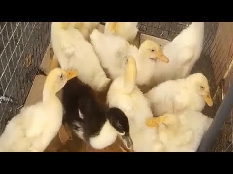 Утки Выращивание Бизнес
