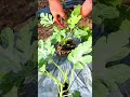 pruning watermelon vine leaves using small garden shears to maintain healthy plant growth in farm