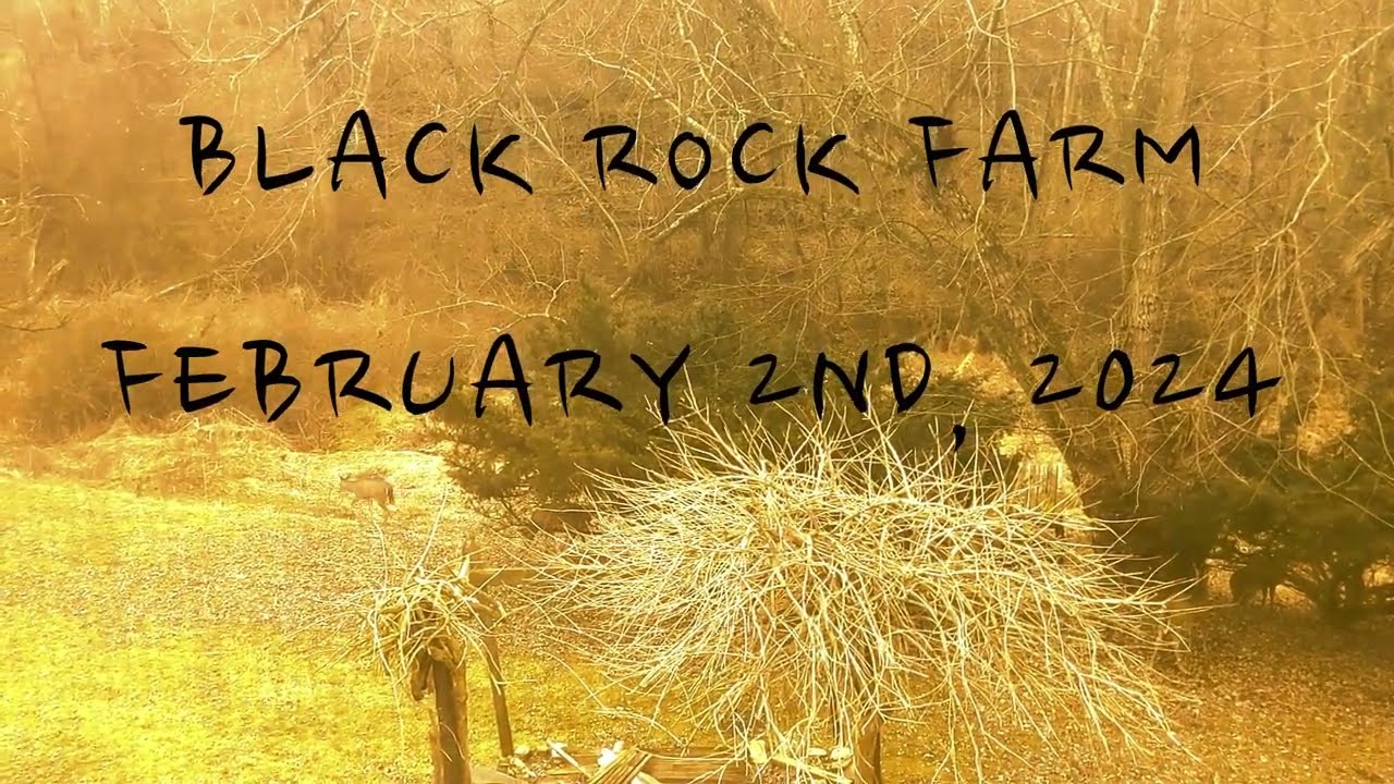 Deer of Black Rock Farm