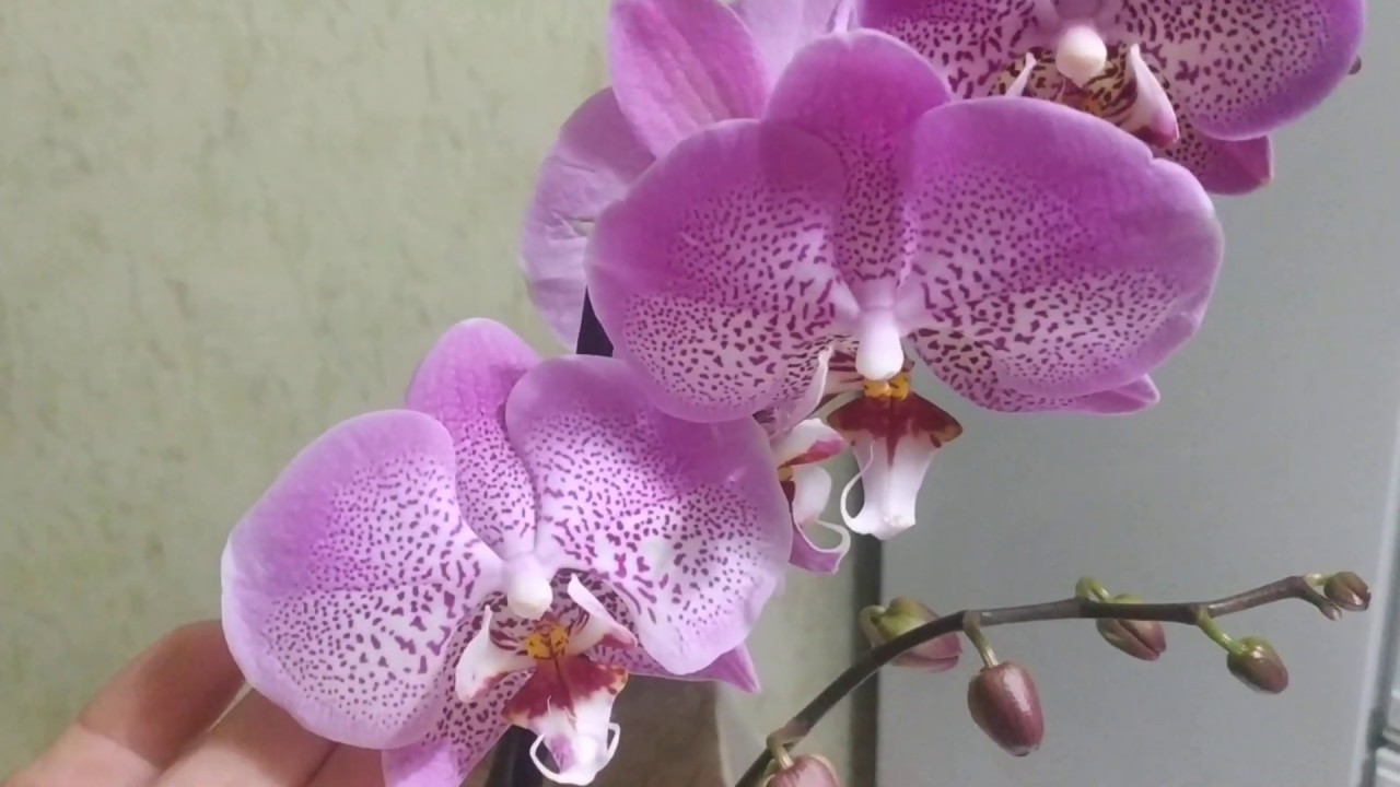 Купить орхидею в сочи. Орхидея фаленопсис Шанхай. Орхидея Phalaenopsis 'Radiance. Орхидея Phalaenopsis Mariola.