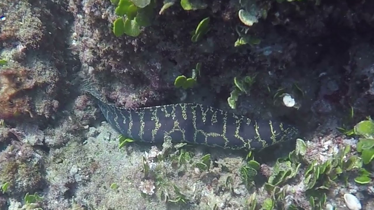 Chain Link Moray Eel
