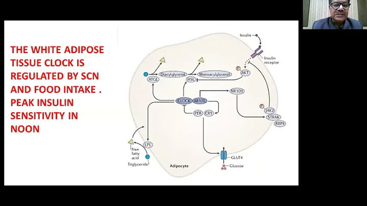 Circadian rhythm and diabetes - by Dr Aloke Gupta ...