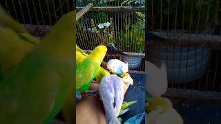 This Amazon bird toy is SO COOL#birds#parrot #birdslover #budgis #lovebirds #budgiegar #cute #health