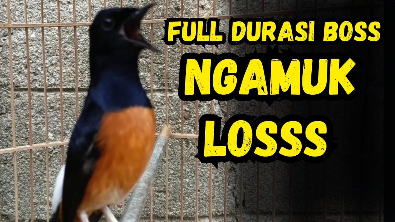 PANCINGAN SUARA MURAI BATU GACOR COCOK BUAT PANCINGAN MURAI BATU AGAR CEPAT BUNYI GACOR ISIAN