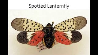 Forest Invaders To Look for & Manage, Pt. 2: Spotted Lanternfly, Gypsy Moth & Hemlock Woolly Adelgid