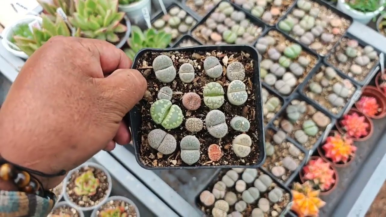 Reubicamos muchas plantas !